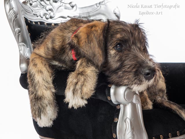 Paula, Irish Wolfhound 11 Wochen alt