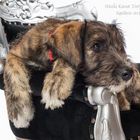 Paula, Irish Wolfhound 11 Wochen alt