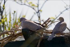 Paula, Paul und die Liebe im Lenz