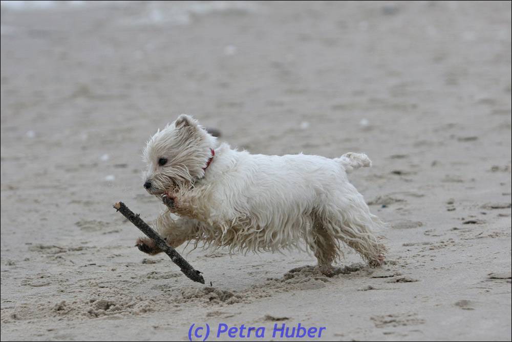 Paula und der Stock!