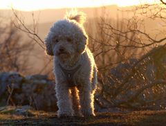 Paulchen beim Sonnenuntergang