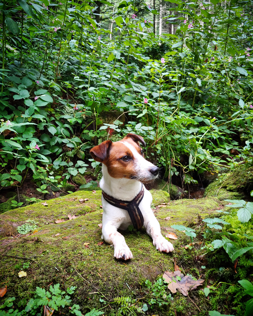 Paulchen im Wald