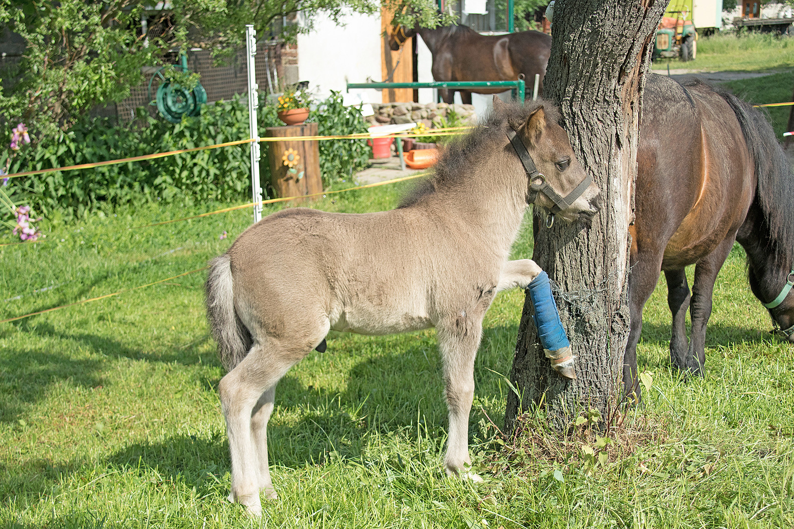 Paulchen vom Naturhof Frey