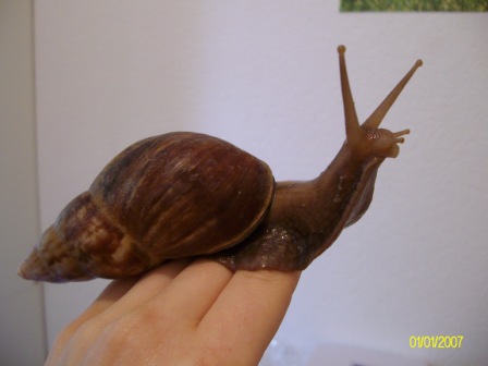 Paule_ Achatina fulica