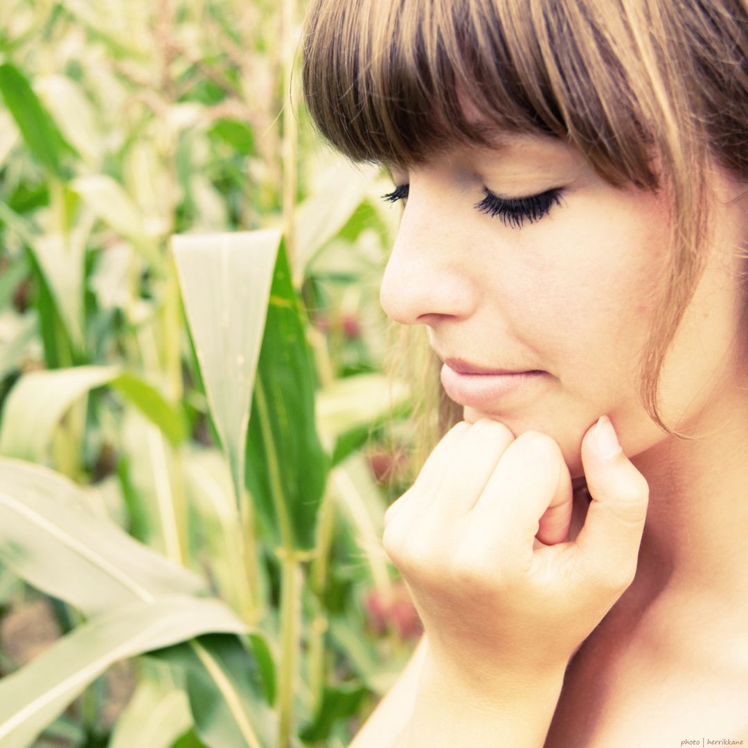 Paulette | corn field