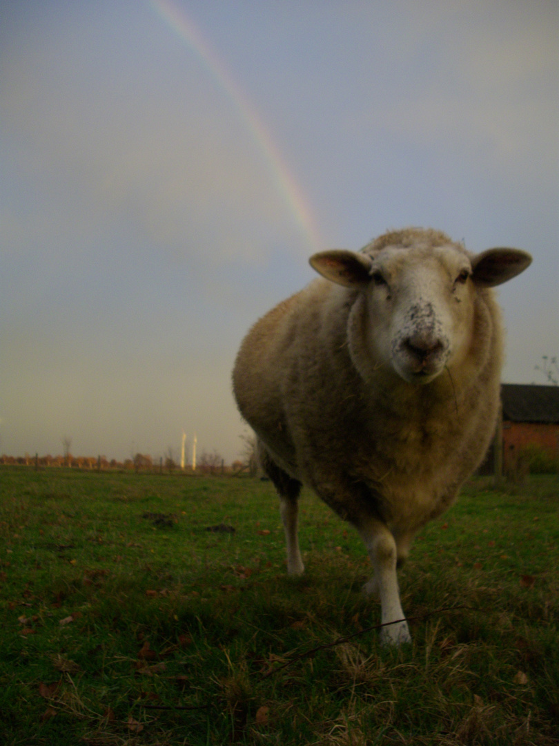 Pauli und Regenbogen