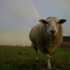 Pauli und Regenbogen