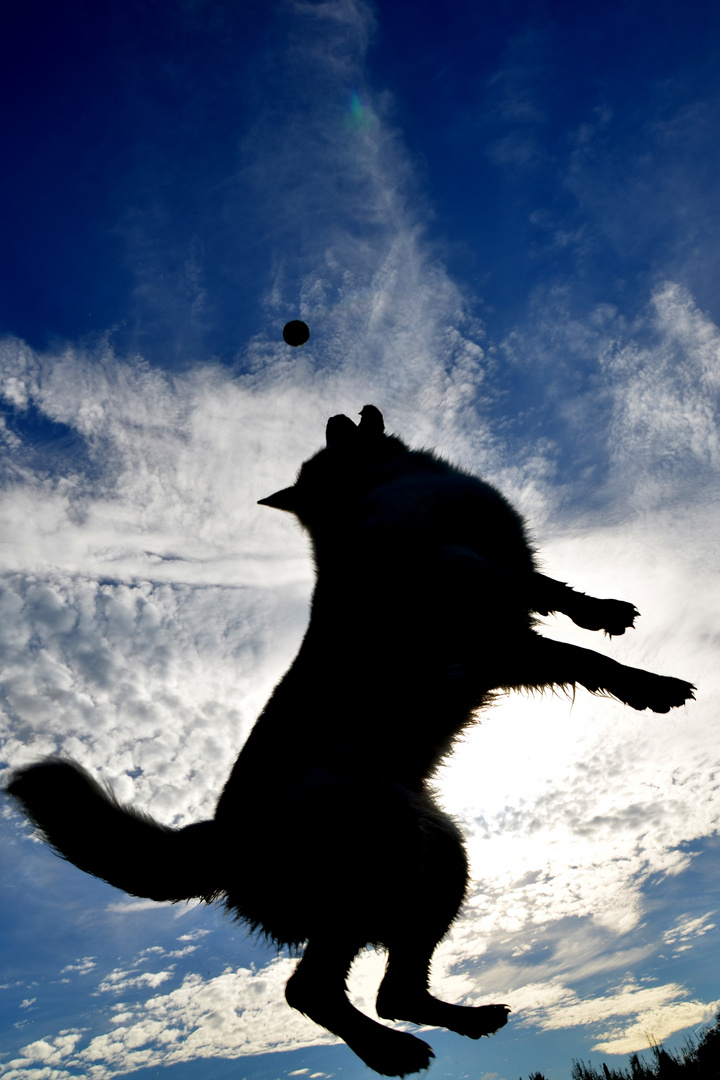 Pauli und sein Ball