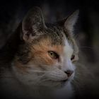 User Profile Photo