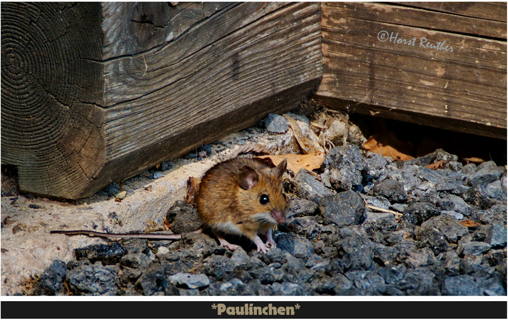 "Paulinchen" das Mäuschen.