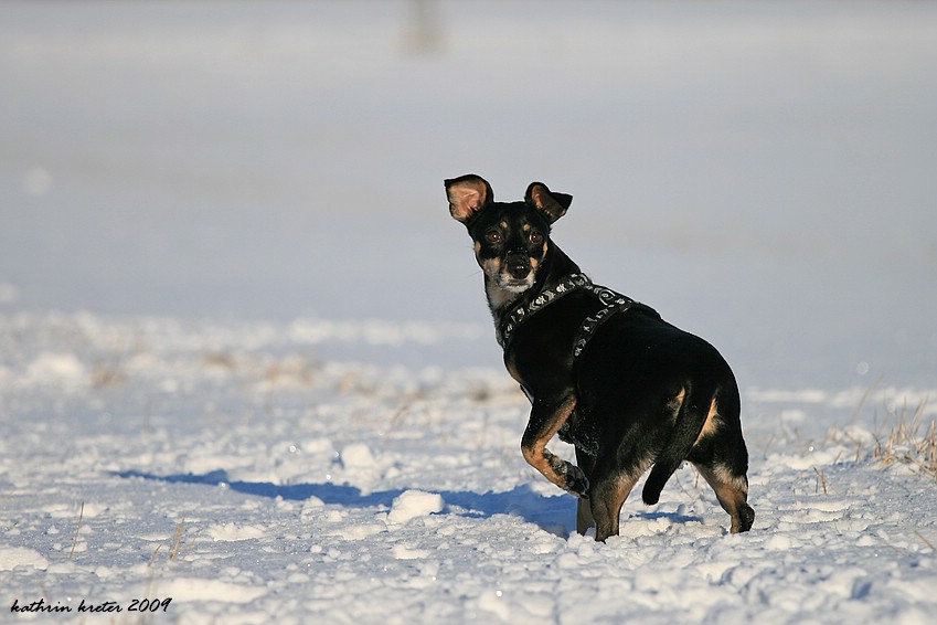 paulinchen im schnee