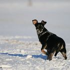 paulinchen im schnee