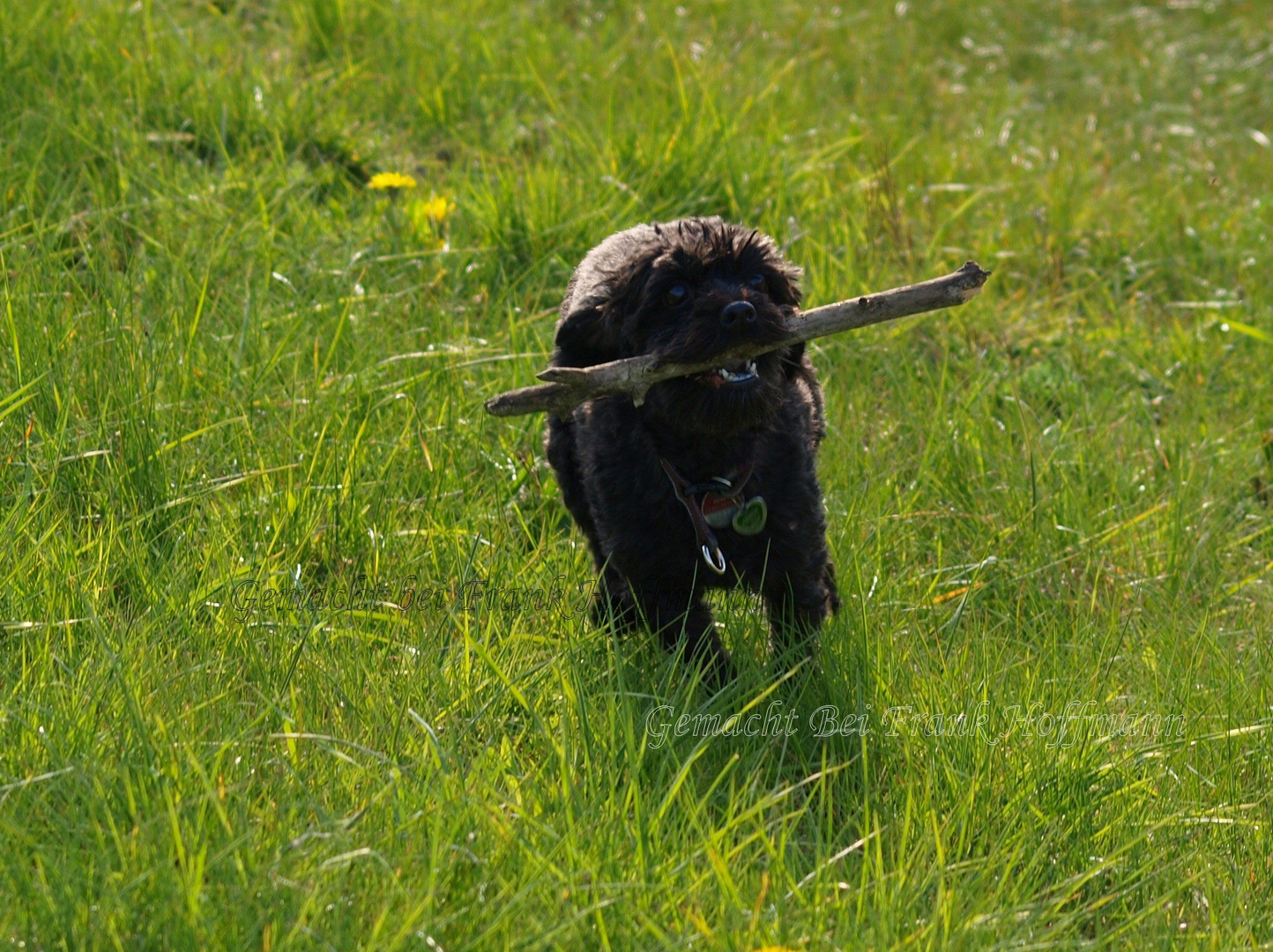 Pauline Beim Spielen