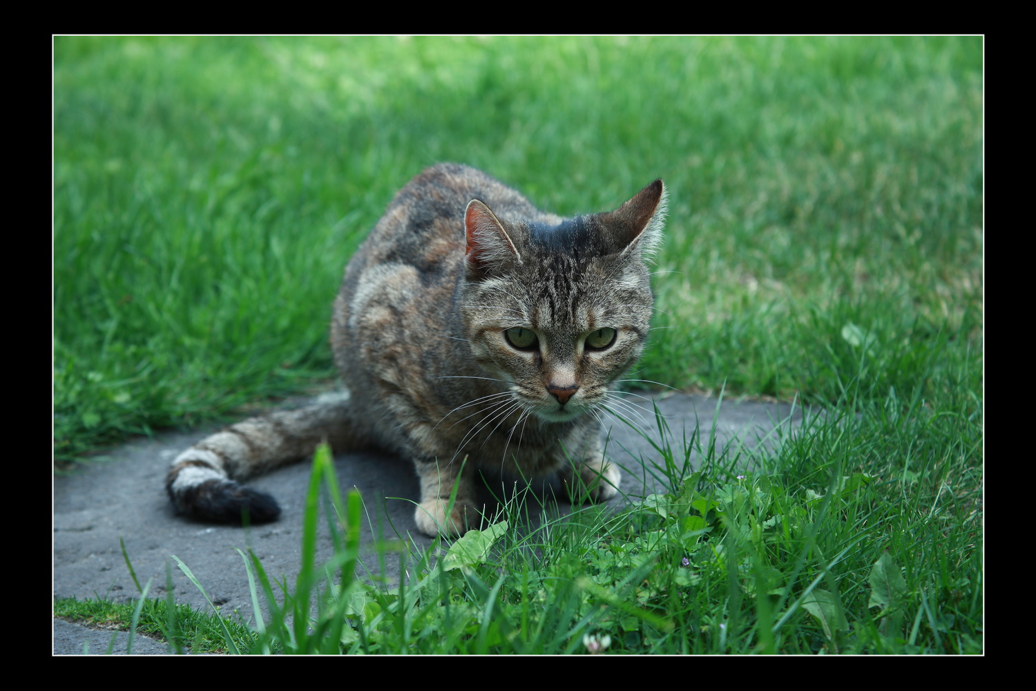 Pauline im Gras