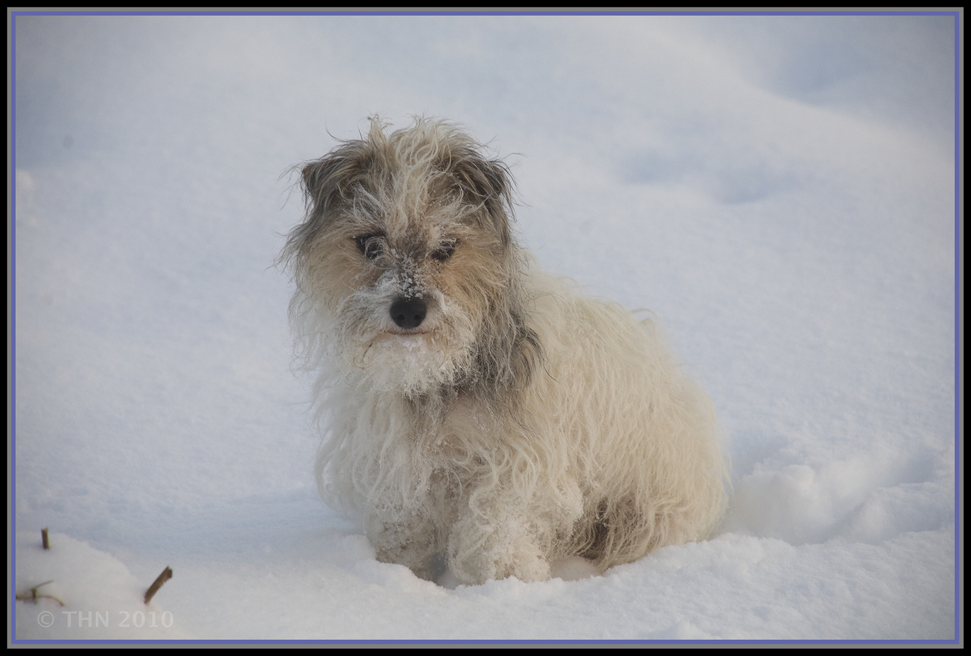 Pauline liebt den Schnee