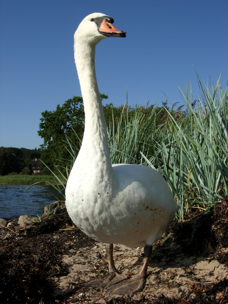 Pauline und der Sommer