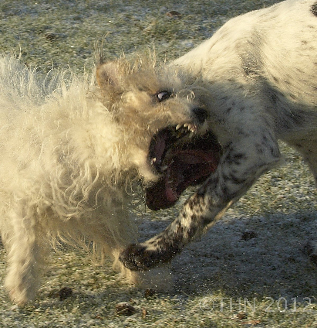 Pauline und Fine spielen!!!