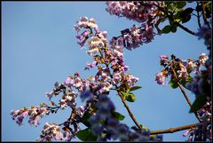 Paulownia -2-