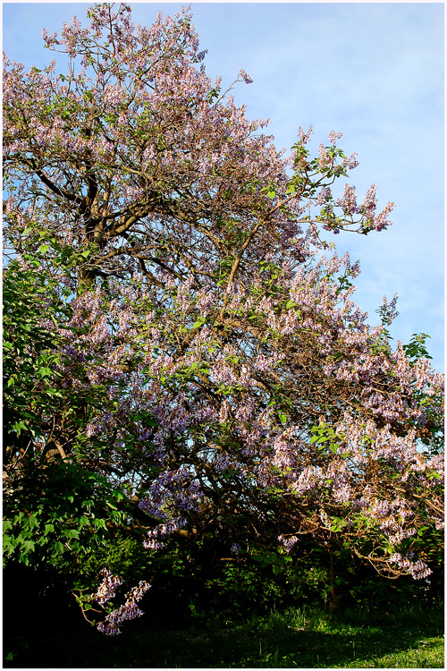 Paulownia -3-