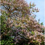 Paulownia -3-