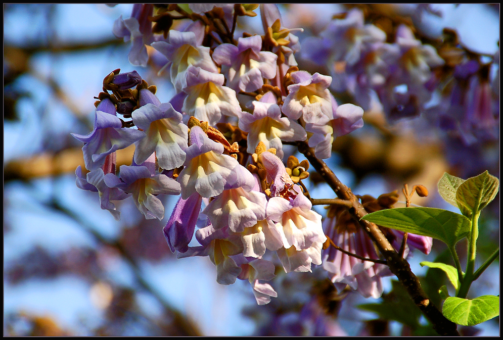 Paulownia... -4-