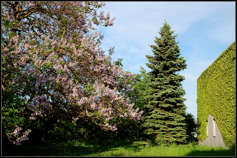 Paulownia...