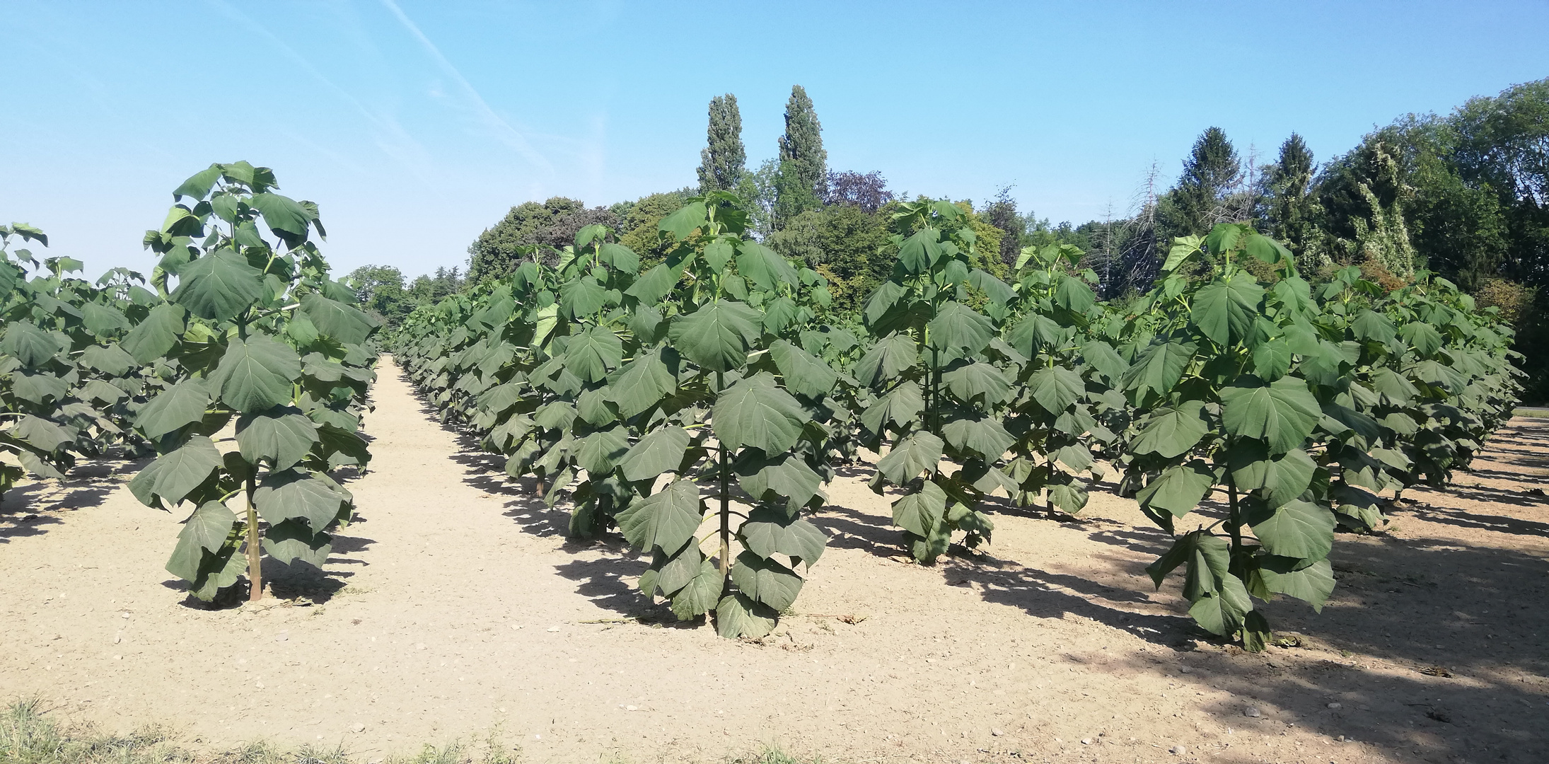 Paulownia Plantage 2022