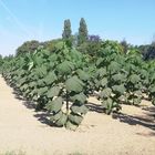 Paulownia Plantage 2022