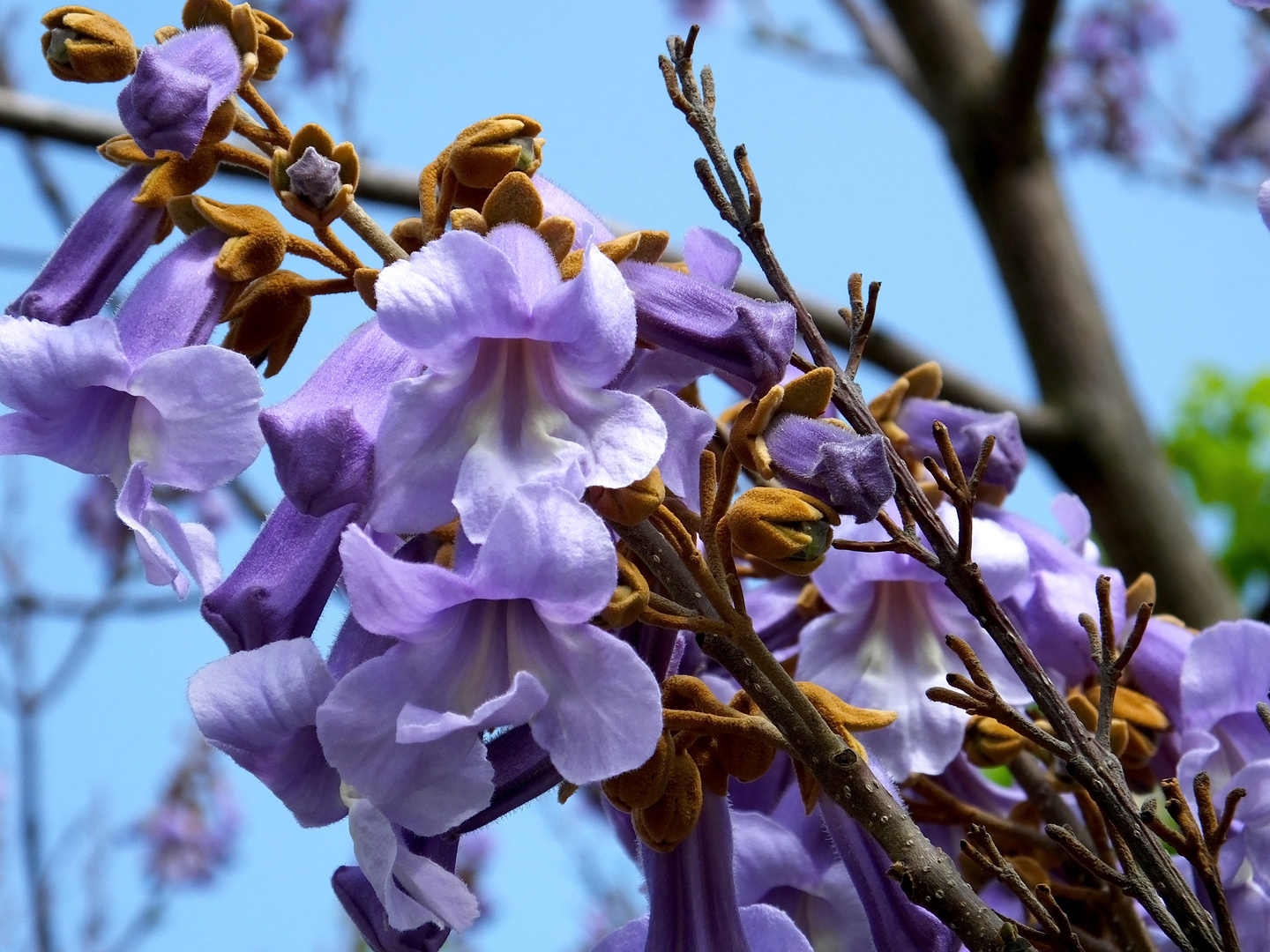 Paulownia tomentosa, Blauglockenbaum (Kaiserbaum, Kaiserpaulownie, Kiri
