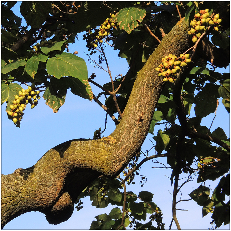 Paulownia tomentosa