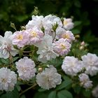 ' Paul's Himalayan Musk '