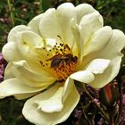 Paul´s Himalayan Musk Rambler