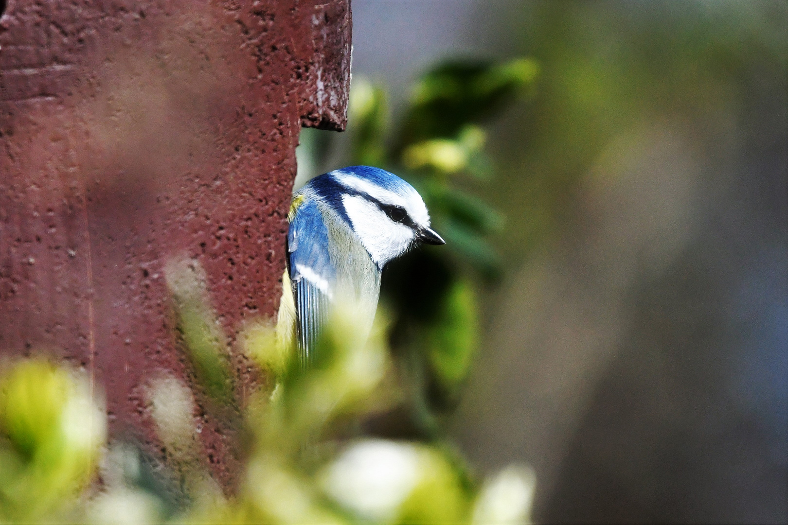 Paulys Gartenvögel im Frühjahr: Blaumeise am Kasten