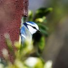 Paulys Gartenvögel im Frühjahr: Blaumeise am Kasten