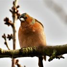 Paulys Gartenvögel im Frühjahr: Buchfink