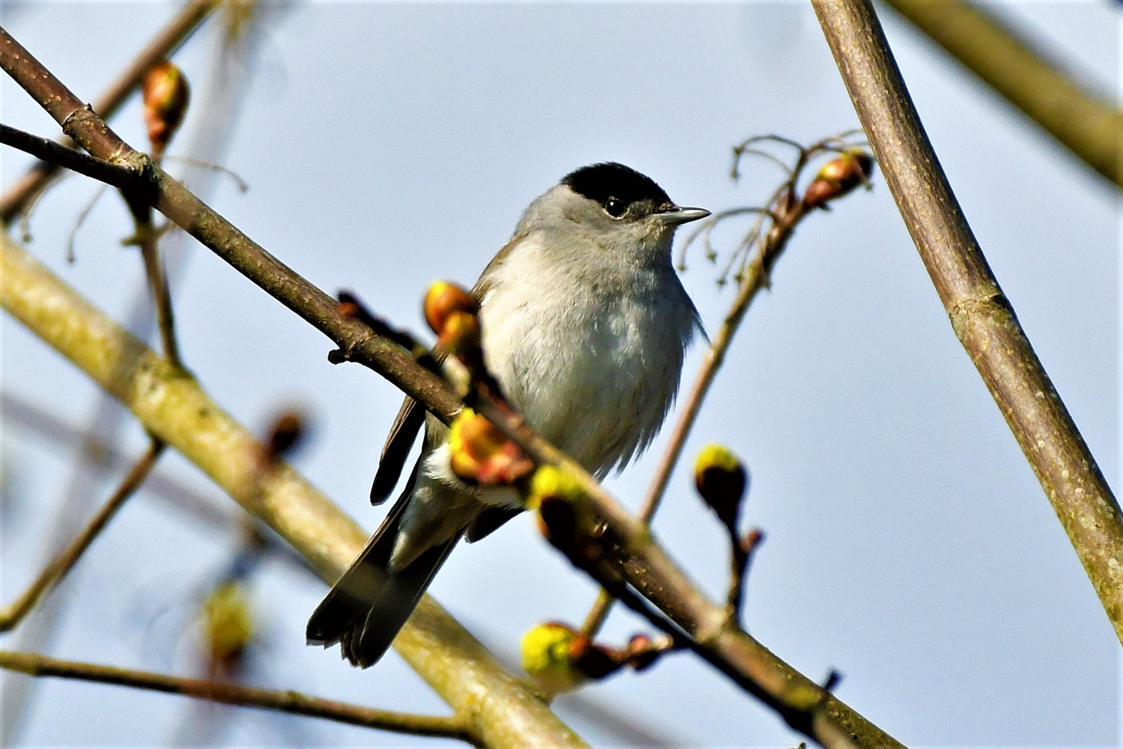 Paulys Gartenvögel im Frühjahr: Mönchsgrasmücke