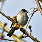 Paulys Gartenvögel im Frühjahr: Mönchsgrasmücke