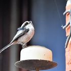 Paulys Gartenvögel im Frühjahr: Schwanzmeise 