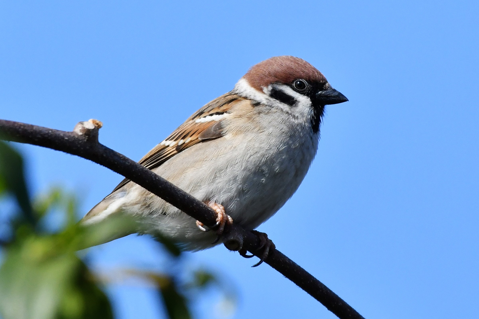 Paulys Gartenvögel im Frühjahr: Sperling