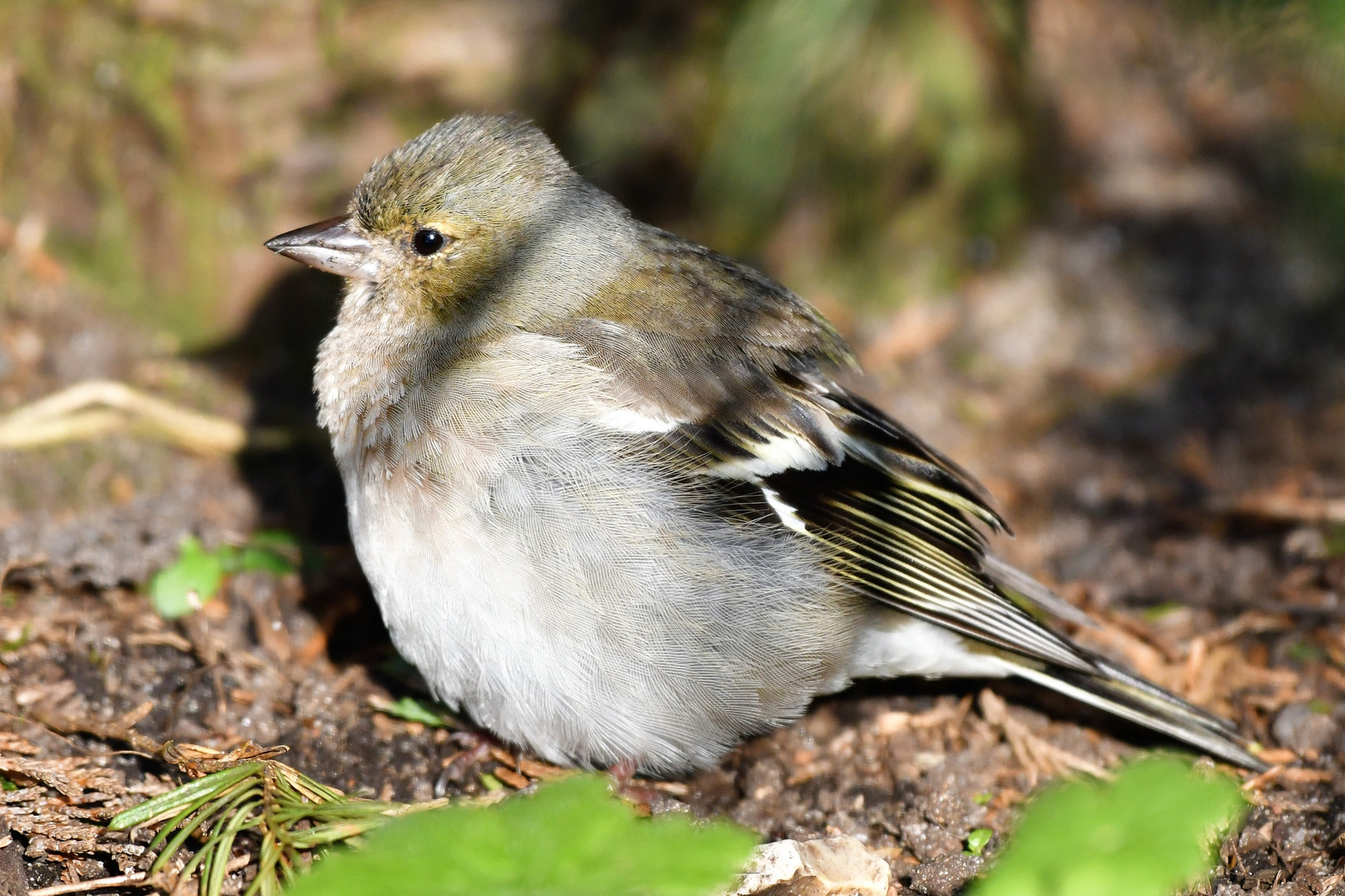 Paulys Gartenvögel im Frühjahr: Weiblicher Buchfink