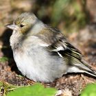 Paulys Gartenvögel im Frühjahr: Weiblicher Buchfink