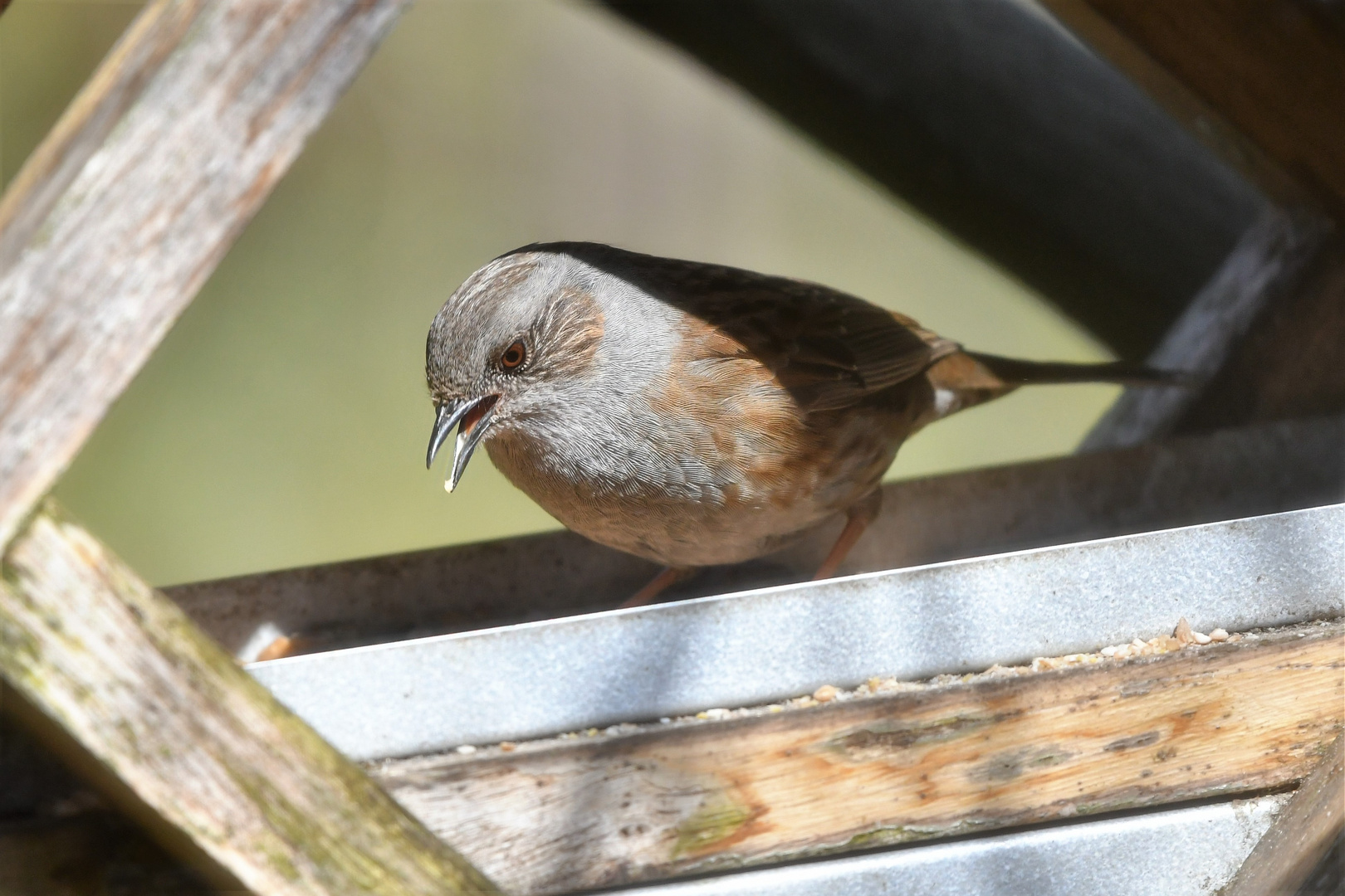 Paulys Gartenvögel im Frühjahr: Wo bleibt das Futter?