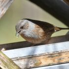 Paulys Gartenvögel im Frühjahr: Wo bleibt das Futter?