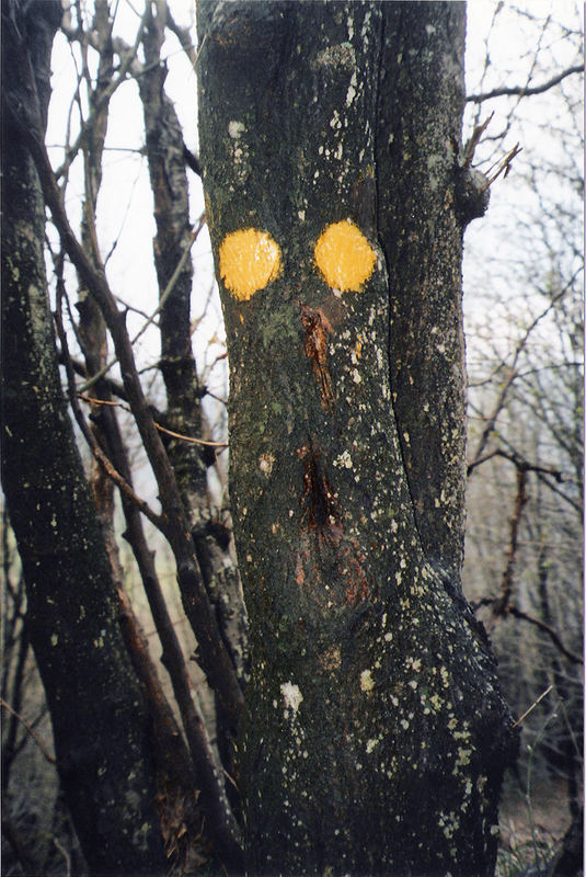 Paura nel bosco...