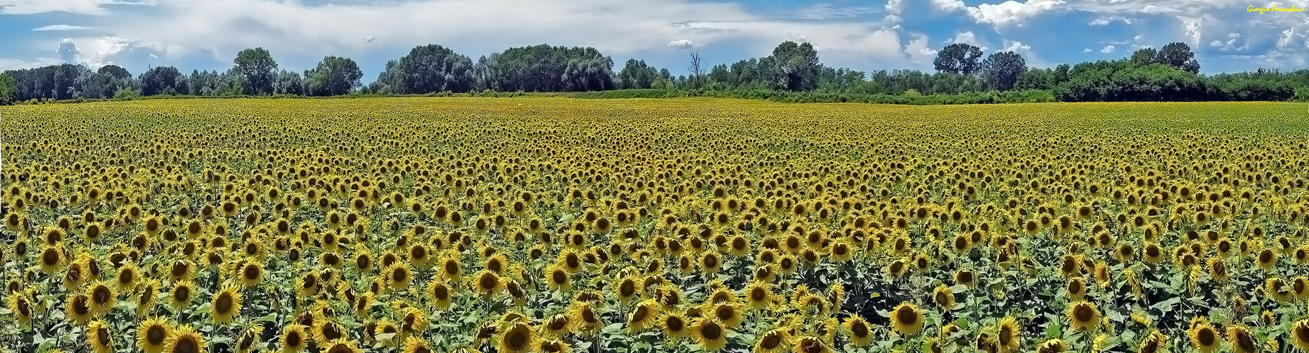 Pausa Girasoli