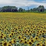 Pausa Girasoli