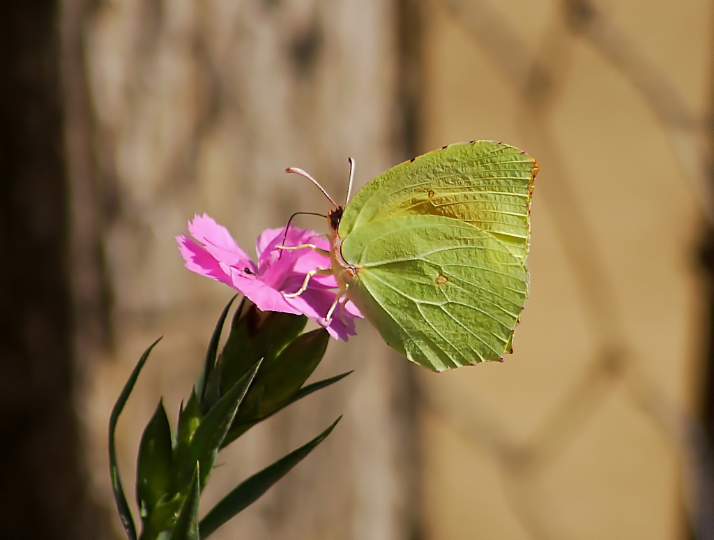 pausa nettare