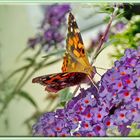 Pausa sobre la flor 