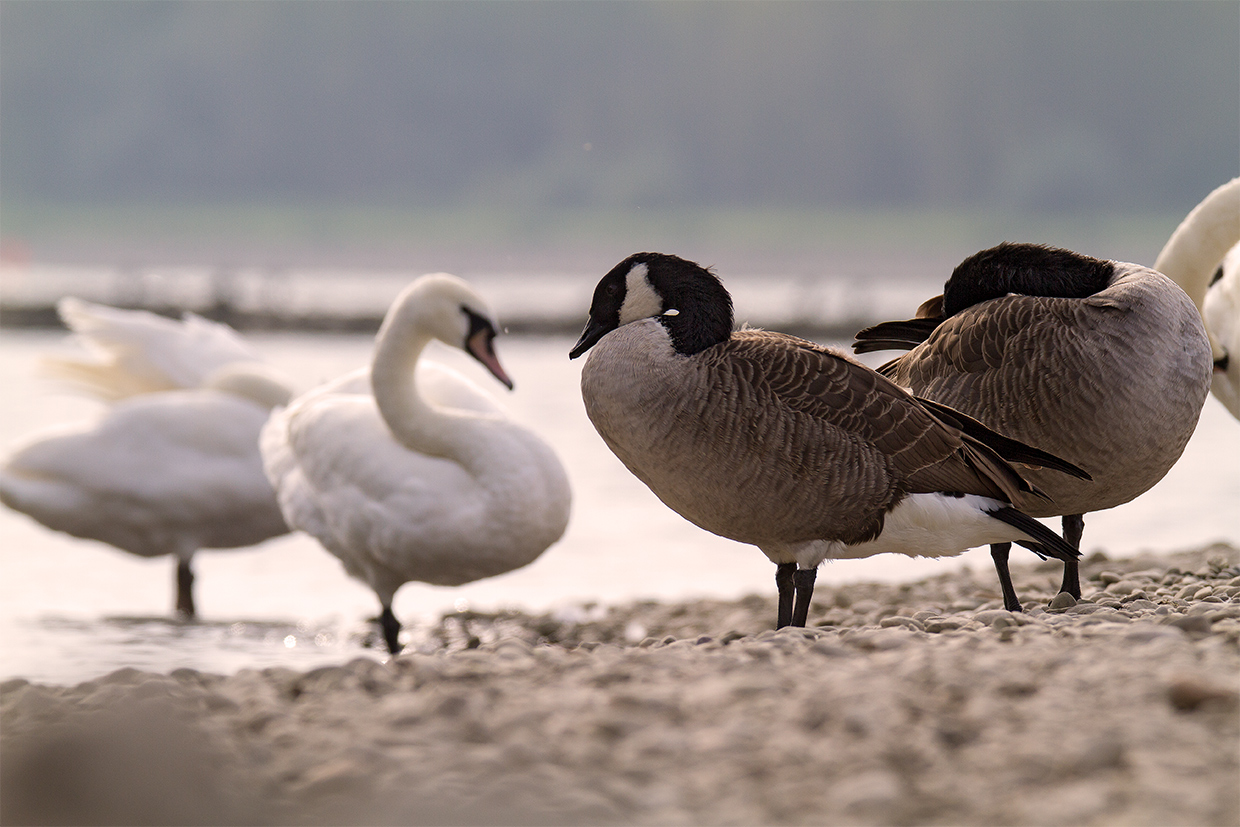 Pause am Rhein ...