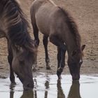 Pause an der Wasserstelle